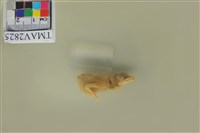 藏品(麻雀)的圖片